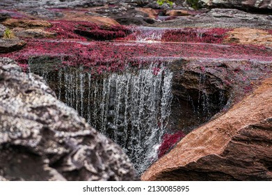 
Caño Cristales Is A River In Colombia That Is Located In The Sierra De La Macarena, In The Department Of Meta. It Is Considered By Many As The “Most Beautiful River In The World”.