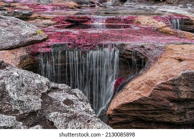 
Caño Cristales Is A River In Colombia That Is Located In The Sierra De La Macarena, In The Department Of Meta. It Is Considered By Many As The “Most Beautiful River In The World”.