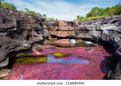 
Caño Cristales Is A River In Colombia That Is Located In The Sierra De La Macarena, In The Department Of Meta. It Is Considered By Many As The “Most Beautiful River In The World”.