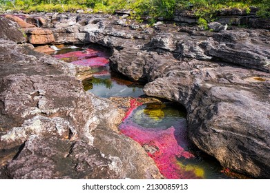 
Caño Cristales Is A River In Colombia That Is Located In The Sierra De La Macarena, In The Department Of Meta. It Is Considered By Many As The “Most Beautiful River In The World”.