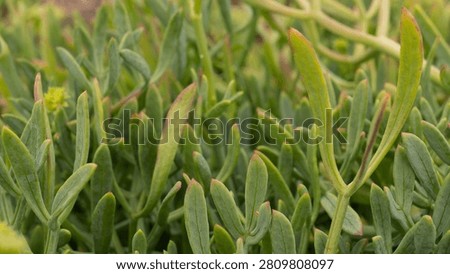 Crithmum maritimum Leaf Texture Close-Up — Rock Samphire Succulent Glaucous Foliage Detail, Atlantic Coastal Flora, Portugal