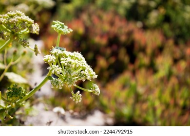 Crithmum maritimum, rock samphire or sea fennel. Edible coastal plant. Detail of the umbel inflorescence. - Shutterstock ID 2244792915