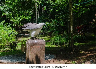 Critically Endagared Philippine Eagle At The Philippine Eagle Garden In Davao Philippines