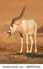 Critically Endangered Addax Or White Antelope (Addax Nasomaculatus), Sahara Desert, Northern Africa 
