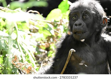 critically endangered Eastern gorilla subspecies (Gorilla beringei beringei). encounter in impenetrable rainforest bwindi natural park