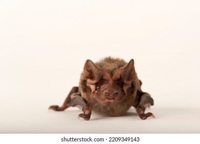A critically endangered Florida bonneted bat 