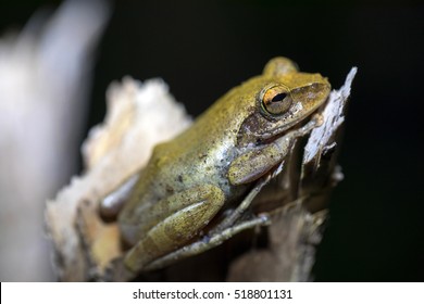 Critically Endangered Frog, Mantidactylus Pauliani Madagascar