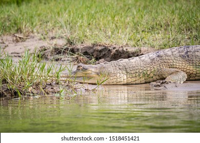 Critically Endangered Gharial Crocodile in Nepal's Chitwan National Park