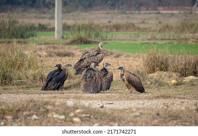 Critically Endangered Group Of Indian Vultures.