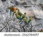 A critically endangered group of Macaws in the Dry Andes of Bolivia