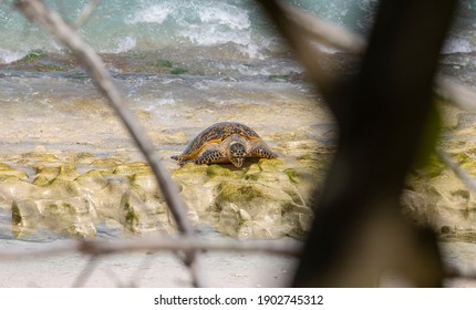 Critically Endangered Hawksbill Sea Turtle Nesting On Cousin Island, Seychelles 