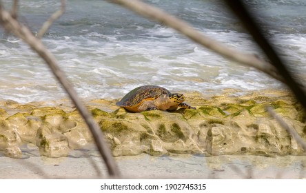 Critically Endangered Hawksbill Sea Turtle Nesting On Cousin Island, Seychelles 