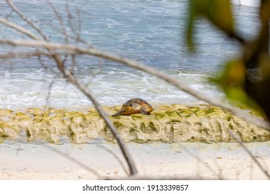 Critically Endangered Hawksbill Sea Turtle Nesting On Cousin Island, Seychelles 