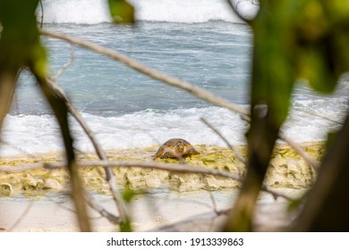 Critically Endangered Hawksbill Sea Turtle Nesting On Cousin Island, Seychelles 