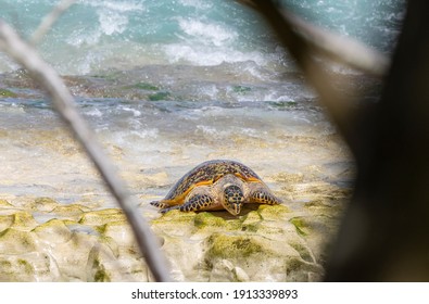 Critically Endangered Hawksbill Sea Turtle Nesting On Cousin Island, Seychelles 