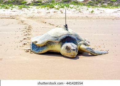A critically endangered Kemp's Ridley, the rarest of all sea turtles, leaves turtle tracks in the sand of Padre Island National Seashore while returning to the sea after laying a clutch of eggs. 
