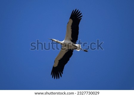 A critically endangered Oriental Stork passes overhead at Hyo Lake (Hyoko), in Niigata, Japan.