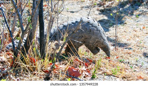 Critically Endangered Pangolin Walking Past A Small Bush In Hwange National Park, Zimbabwe.The Pangolin Is The Most Trafficked Animal In The World, Due To The Chinese Eating Their Scales As A Delicacy