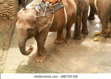 Critically Endangered Sumatran Elephant Bali Indonesia Stock Photo ...