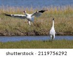 Critically Endangered Whooping Crane in Aransas National Wildlife Refuge