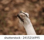 Critically Endangered Whooping Crane Homosassa Springs State Park