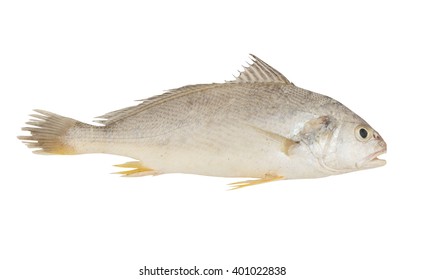 1,050 White croaker Images, Stock Photos & Vectors | Shutterstock