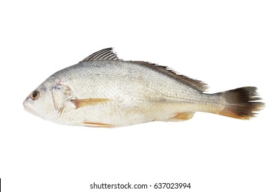 1,050 White croaker Images, Stock Photos & Vectors | Shutterstock