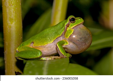 Croaking European tree frog (Hyla arborea) in a tree