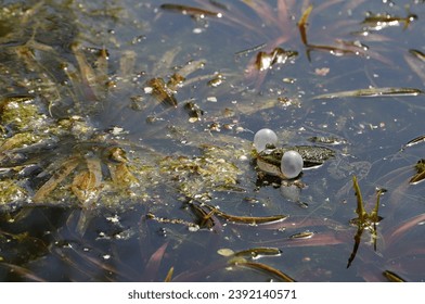 Croaking frog in a pond in the Netherlands