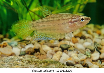 The croaking gourami (Trichopsis vittata) is a species of small freshwater labyrinth fish of the gourami family.