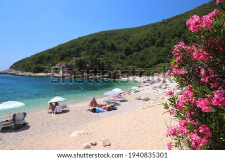 Croatia beach - Korcula Island. Oleander flowers in Pupnatska Luka sandy beach, Croatia.