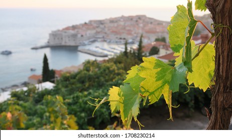 Croatian Vineyard And Panoramic View On The Old Town Of Dubrovnik And The Adriatic Sea