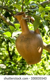 The crock on the tree