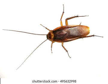 13 Crockroach Images, Stock Photos & Vectors | Shutterstock