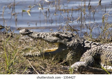 Crocodile
