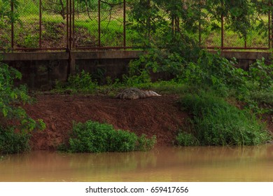 crocodile