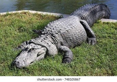 crocodile