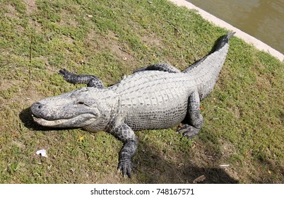 crocodile
