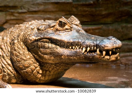Crocodile
