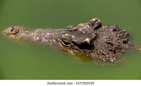 alligator skin crocs