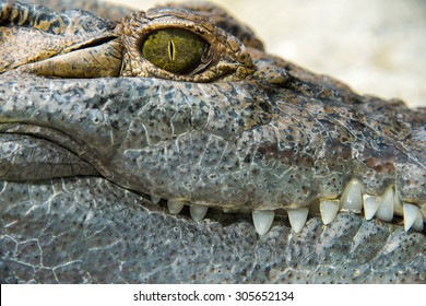 Crocodile Alligator Eye Detail Macro