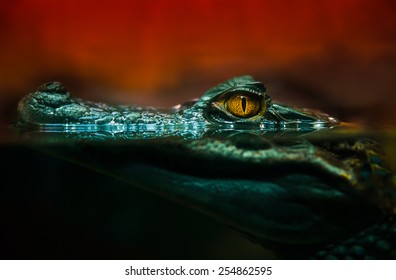 Crocodile Alligator, Crocodile Eyes Looking,close Up