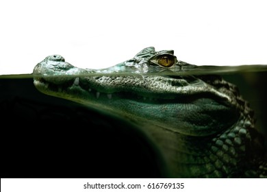 Crocodile Alligator, Crocodile Eyes Looking,close Up Isolated On White Background