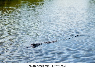 Crocodile alligator gator in the swamp in Everglades Gator Park landscape, Florida, tourist destination, air boat wild nature excursion 