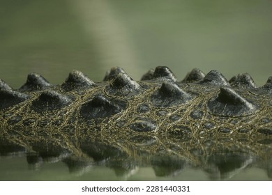 Crocodile Alligator Skin Texture Pattern Camo Green