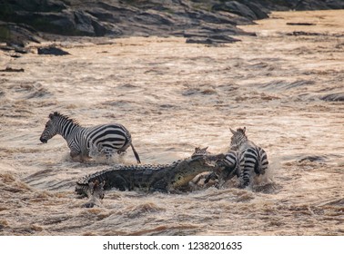 14,891 Zebra crocodile Images, Stock Photos & Vectors | Shutterstock