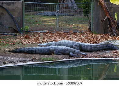 crocodile basking in the sun