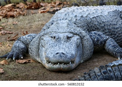 crocodile basking in the sun