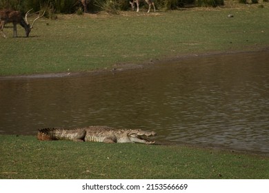 Krokodile, die sich in der Sonne am See nageln