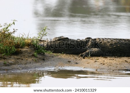 Crocodile basking in the sun resting on land out of the water. Mugger from Sri Lanka; Crocodile basking in the open; resting croc; Crocodylus palustris; sun bathing croc in Yala NP Sri Lanka 